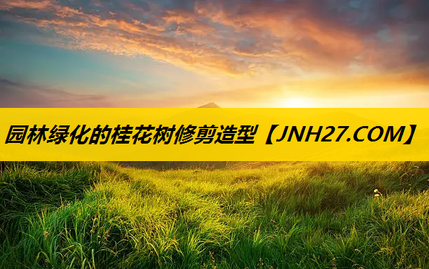 园林绿化的桂花树修剪造型