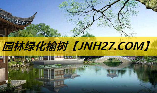 园林绿化榆树