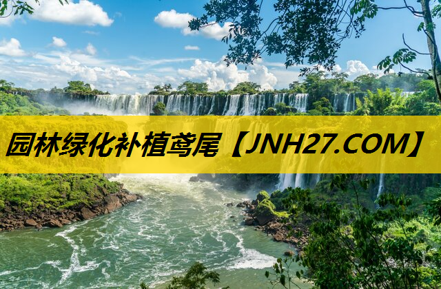 园林绿化补植鸢尾