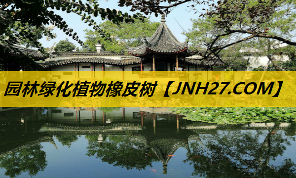 园林绿化植物橡皮树