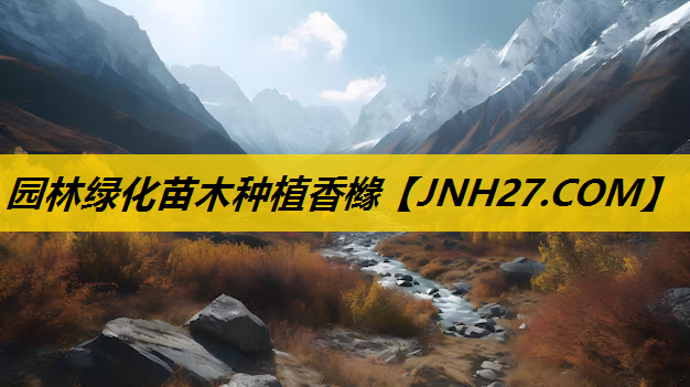 园林绿化苗木种植香橼