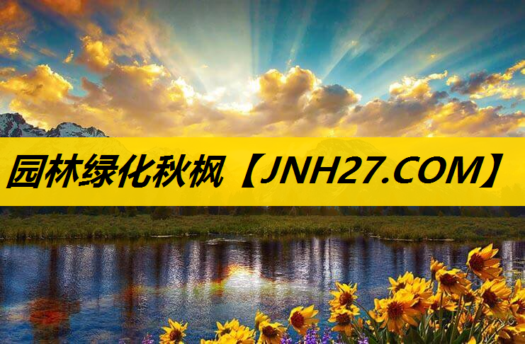 园林绿化秋枫