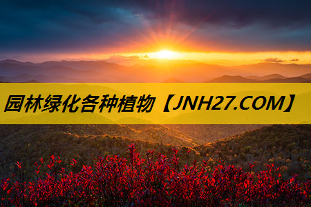 园林绿化各种植物