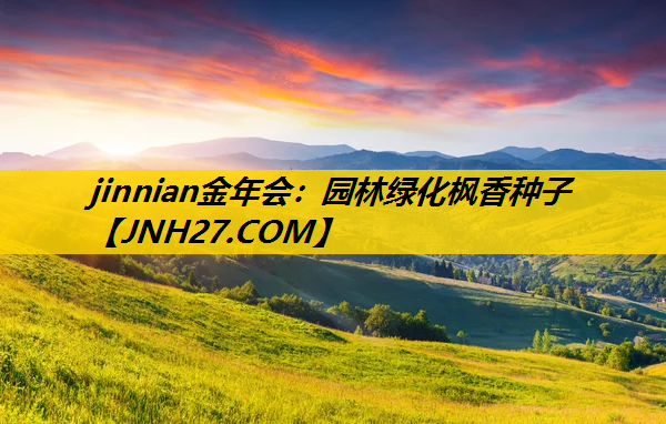 园林绿化枫香种子
