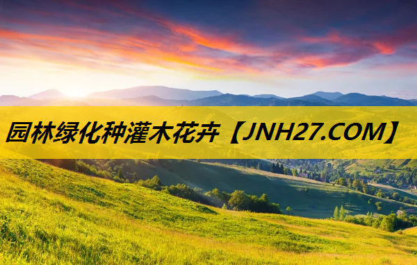 园林绿化种灌木花卉